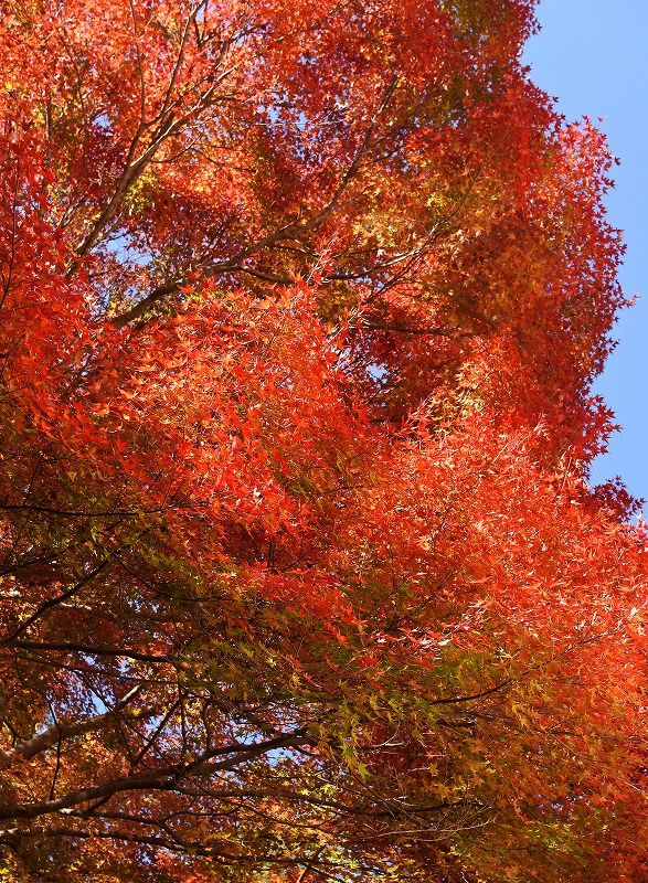 【 CHESTERFIELD COAT:T様のご注文 】